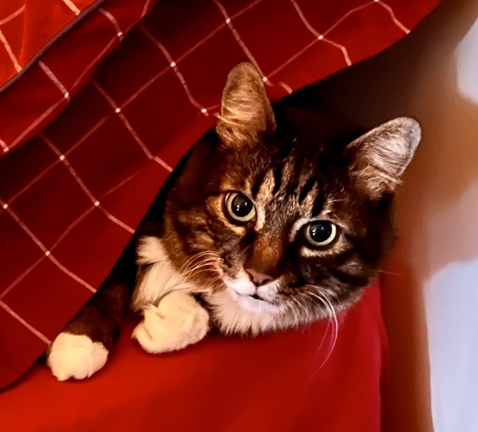 Catgebra Mascot